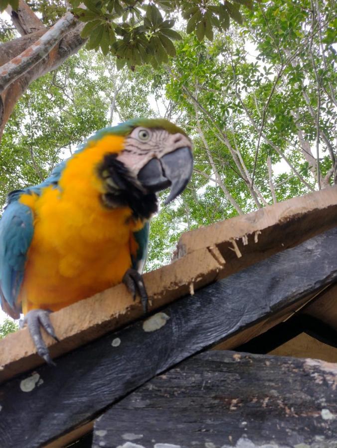 Hotel Alto Amazonas Λετίσια Εξωτερικό φωτογραφία